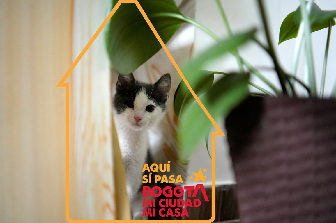 Transformando vidas mascotas Un nuevo hogar seguro 2025